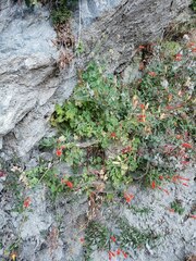 Aquilegia elegantula