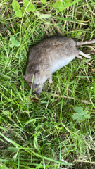 Rattus norvegicus