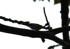 Phylloscopus sibilatrix