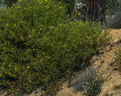 Osteospermum moniliferum