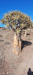 Aloidendron dichotomum