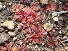 Drosera whittakeri