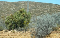 Dicerothamnus rhinocerotis