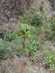 Daucus decipiens image