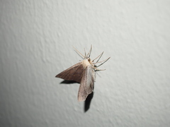 Lambdina fiscellaria