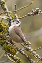 Lophophanes cristatus