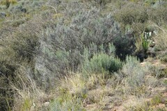 Dicerothamnus rhinocerotis