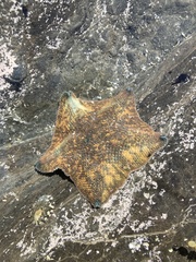 Patiriella regularis