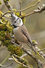 Lophophanes cristatus