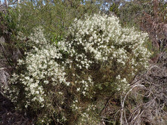 Hakea rostrata