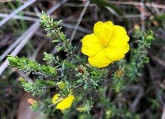 Hibbertia devitata