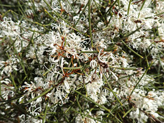 Hakea rostrata