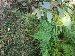 Adiantum formosum