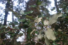 Quercus ilex