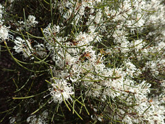Hakea rostrata