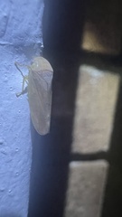 Gyponini