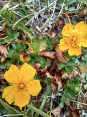 Potentilla flabellifolia