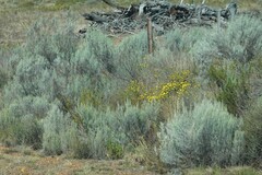Dicerothamnus rhinocerotis