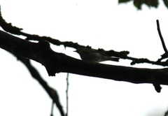 Phylloscopus sibilatrix