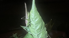 Conocephalus fasciatus