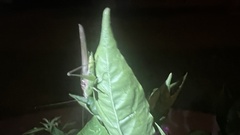 Conocephalus fasciatus