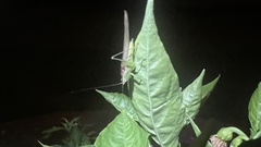 Conocephalus fasciatus