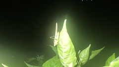 Conocephalus fasciatus