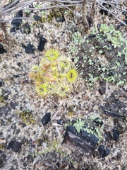 Drosera glanduligera