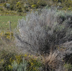 Dicerothamnus rhinocerotis