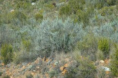 Dicerothamnus rhinocerotis