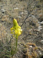 Asphodeloideae