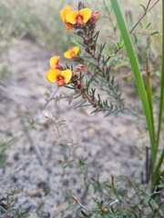Dillwynia sericea