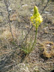 Asphodeloideae