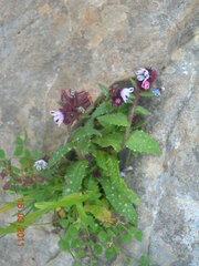 Anchusa variegata