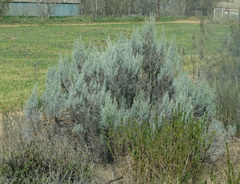 Dicerothamnus rhinocerotis