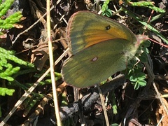 Colias christina