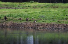 Malacorhynchus membranaceus