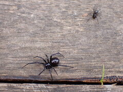 Steatoda capensis