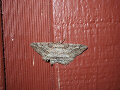 Neoalcis californiaria