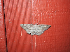 Neoalcis californiaria