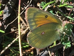 Colias christina