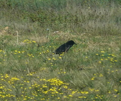 Corvus capensis