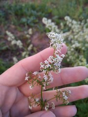 Galium mollugo