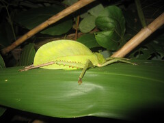 Hemigyrus tonkinensis