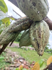 Dolichoderus thoracicus