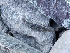 Trimerotropini
