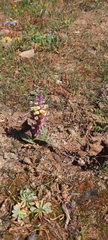 Lachenalia membranacea