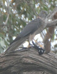 Accipiter cirrocephalus