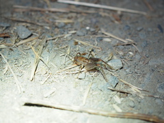 Tettigoniidea