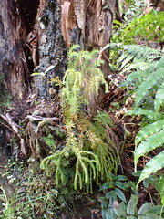 Phlegmariurus varius